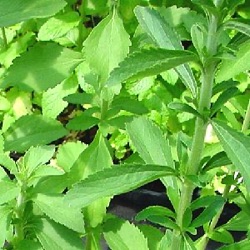 Stevia rebaudiana