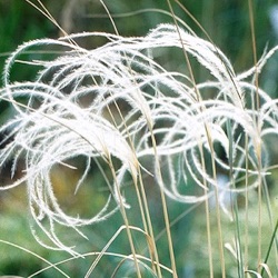 Stipa barbata