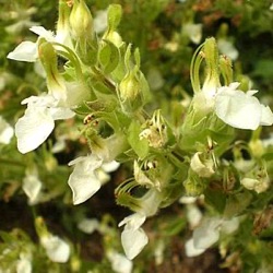Teucrium flavum (Rethymnon)