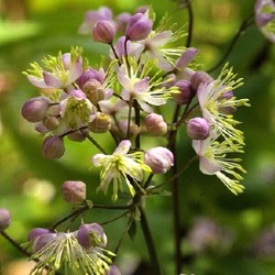 Thalictrum 'Anne'