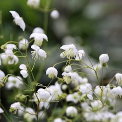 Thalictrum delavayi 'Splendide White' ®