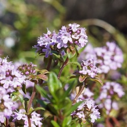 Thymus argaeus