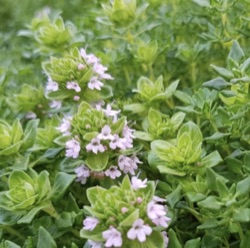 Thymus camphoratus 'Rose Scented'