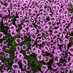 Thymus citriodorus 'Prostrate'