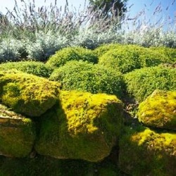 Thymus herba-barona var. citriodora