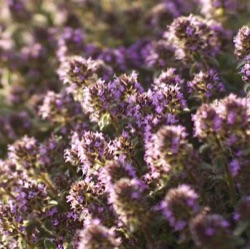 Thymus pseudolanuginosus