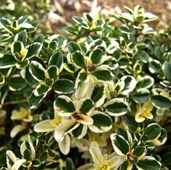 Thymus pulegioides 'Foxley'