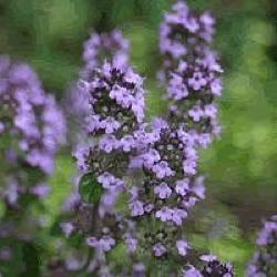 Thymus pulegioides 'Tabor'