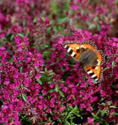 Thymus serpyllum 'Atropurpureus'