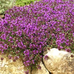 Thymus serpyllum 'Creeping Red'