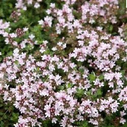 Thymus serpyllum 'Pink Chintz'