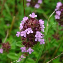 Thymus serpyllum