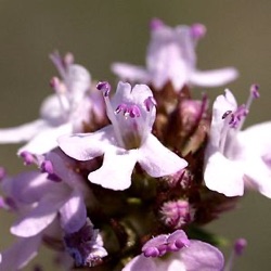 Thymus vulgaris 'Compactus'