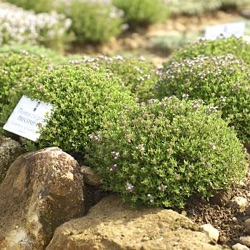 Thymus vulgaris 'Precompa'