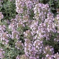 Thymus vulgaris 'Silver Posie'