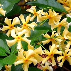 Trachelospermum jasminoides Star of Toscane = 'Selbra'