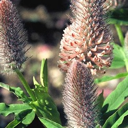Trifolium rubens 'Peachy Pink'
