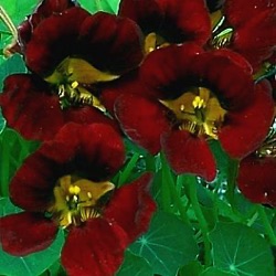 Tropaeolum minus 'Black Velvet'