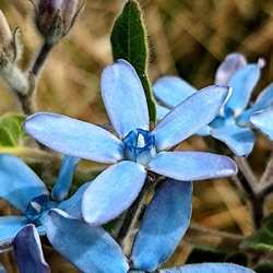 Tweedia caerulea (Oxypetalum caeruleum)