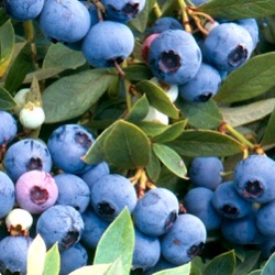 Vaccinium corymbosum 'Sunshine Blue'