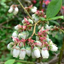 Vaccinium 'Goldtraube'