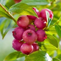 Vaccinium 'Pink Lemonade' ®