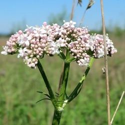 Valeriana officinalis