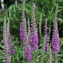 Veronica longifolia 'Eveline' ®