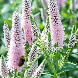 Veronica longifolia First Choice = 'Allchoice' ®