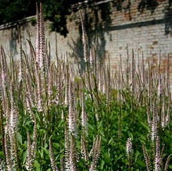 Veronicastrum virginicum 'Pink Glow'