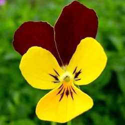 Viola 'Jackanapes' (Va)