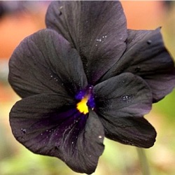 Viola 'Molly Sanderson' (Va)