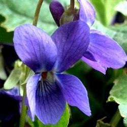 Viola odorata 'Königin Charlotte'