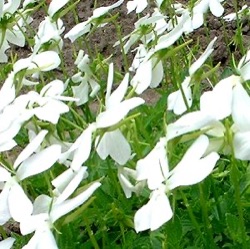 Viola 'Wisley White'