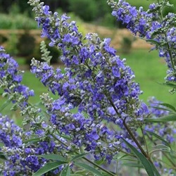 Vitex agnus-castus 'Delta Blues'