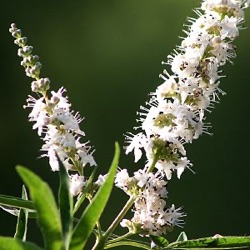 Vitex agnus-castus f. albus