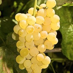 Vitis vinifera 'Himrod'