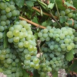 Vitis vinifera 'Lakemont' (geënt)