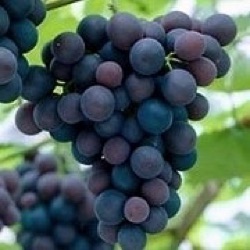 Vitis vinifera 'Leon Millot'