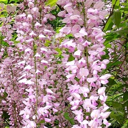 Wisteria floribunda 'Hon-beni' ('Rosea')