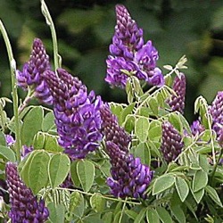Wisteria frutescens 'Longwood Purple'