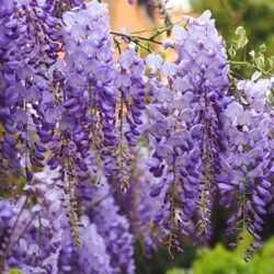 Wisteria sinensis  'Prolific'