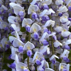 Wisteria x valderi 'Burford'