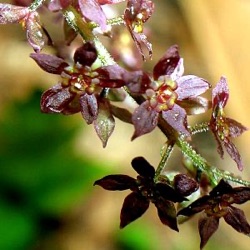 Xanthorhiza simplicissima