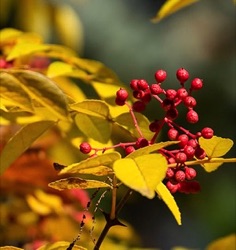 Zanthoxylum americanum