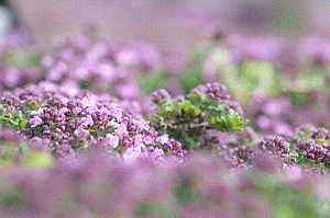 kruiptijm, Thymus 'Bressingham'